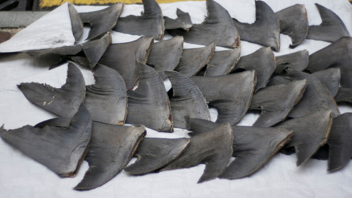 Fresh shark fins drying on a sidewalk in Hong Kong