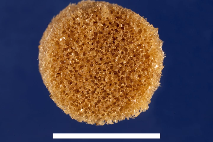 The shape-memory polymer is soft when heated, but turns stiff as it cools