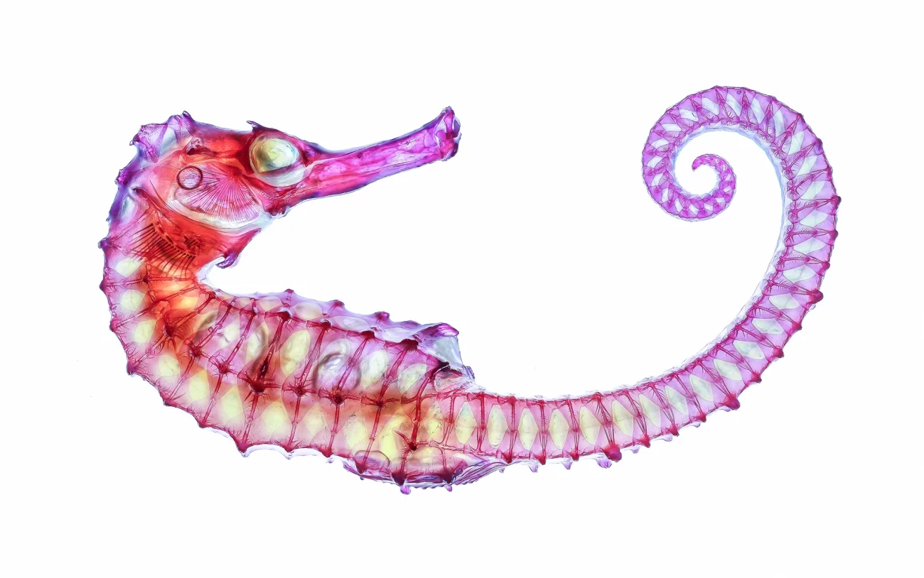 Highly Commended - Experimental. "Diaphonized Sea Horse". Diaphonized sea horse stained with alizarin red and alcacin blue after using trypsin as the digestive enzyme. The process took 5 months to finish and the final image was created by stacking 164 images. Manchester, UK