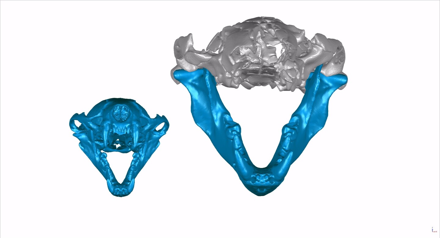 Reconstruction of the ancient otter's scull and jawbone