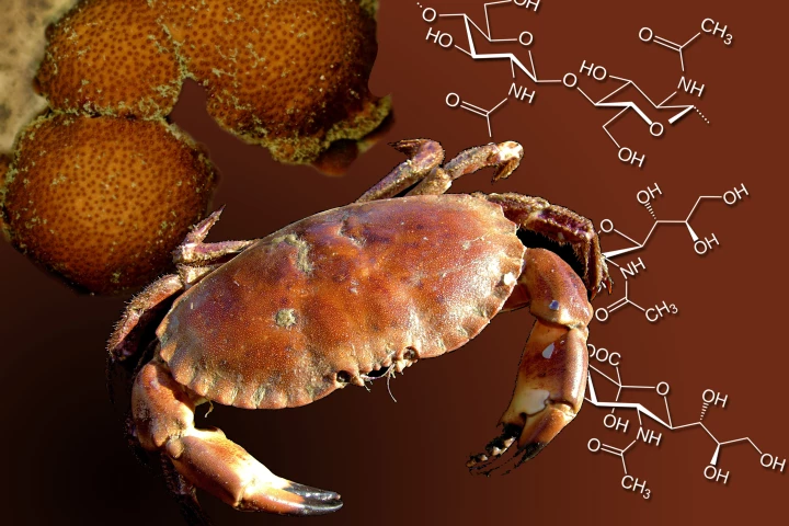 The chitin found in crab and lobster shells is being used in a process that could lead to much cheaper antiviral drugs