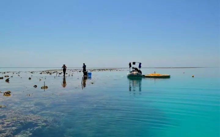 The yellow tank (right) is where the scientists manipulated seawater to reach pre-industrial levels before pumping onto the reef flat study site