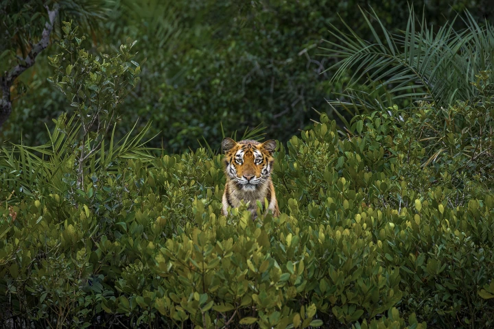 'The Finest "Flower" of the Mangroves', Soham Bhattacharyya, India (Overall Winner)