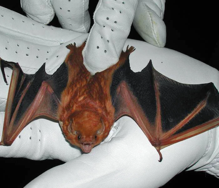 An Israeli zoologist plans on studying bat behavior by equipping captive-raised bats with GPS, ultra-sonic microphones, and other sensors