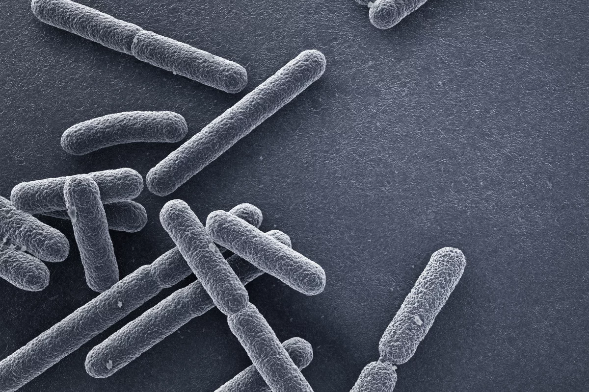 Scientists have identified a new class of molecules that can prevent bacteria from pumping antibiotics out of their cells