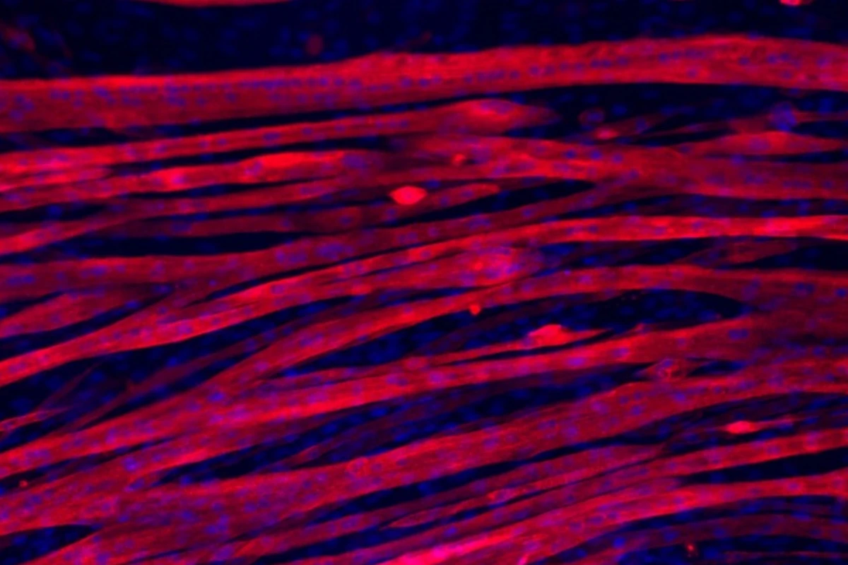 The team was able to grow myotubes in a geltin hydrogel