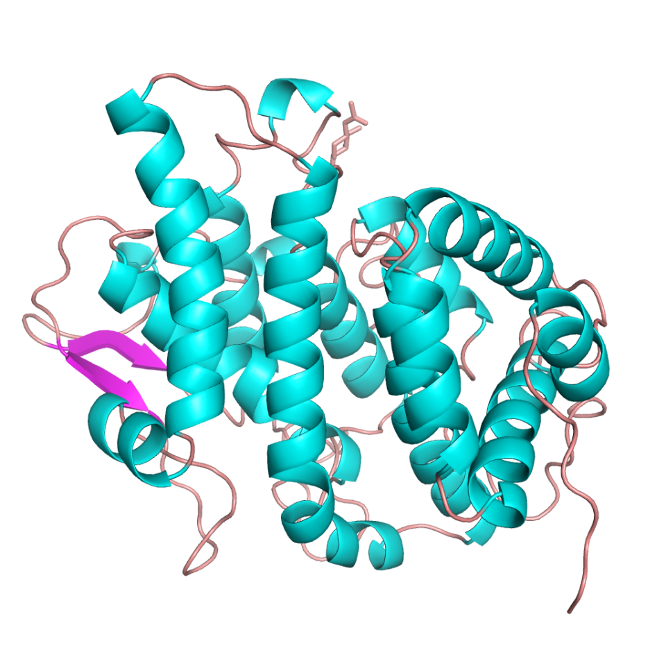 The unusual folds of the Shirley Temple protein