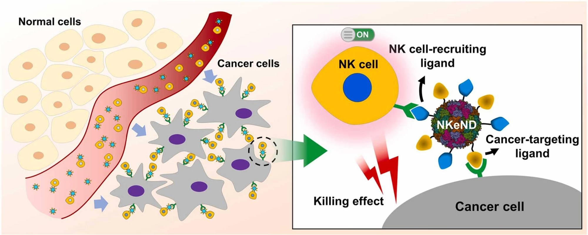 A schematic of how the novel nanodrone (NKeND) recruits natural killer (NK) cells to attack cancer cells