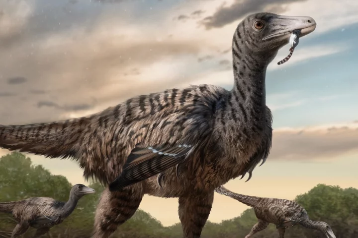 One of the huge footprints discovered in China that revealed the new giant species of raptor dinosaur