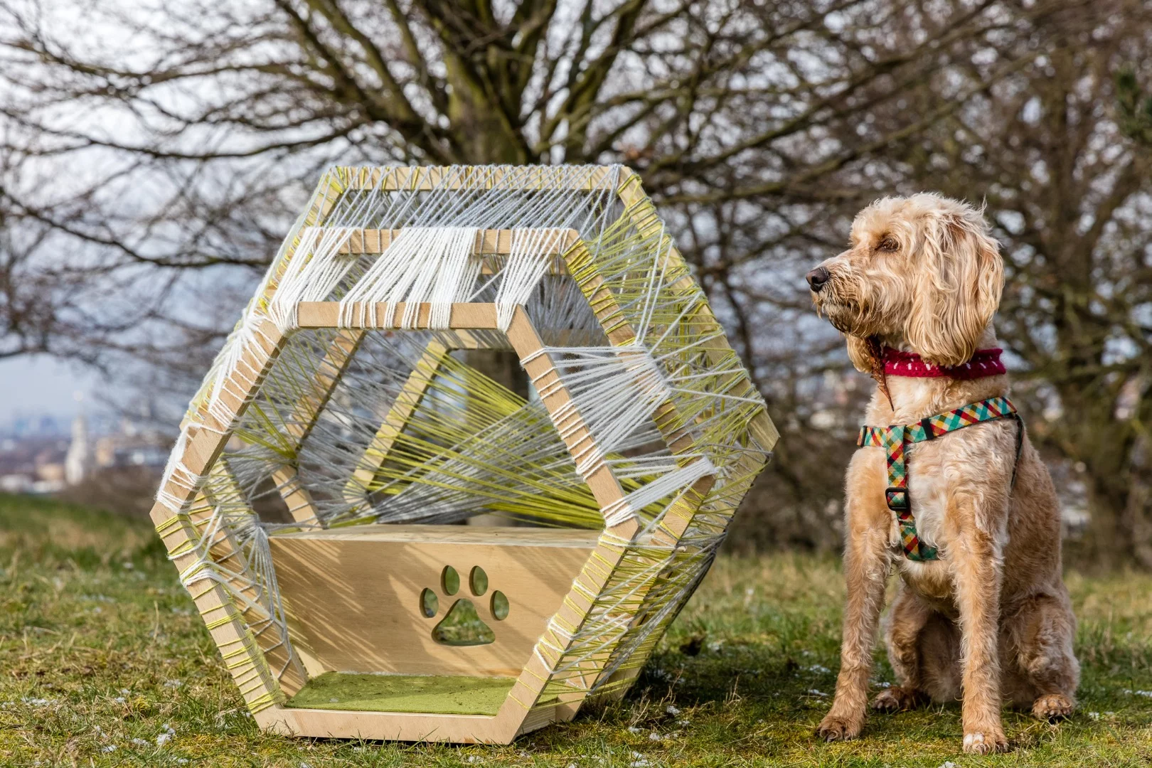 Green Nest was designed by Green Tea Architects and British celebrity Ben Fogle, with joinery by Shape London. It's intended for a small dog, with open light spaces as well as enclosed darker spaces and an open space for storing dog toys and treats