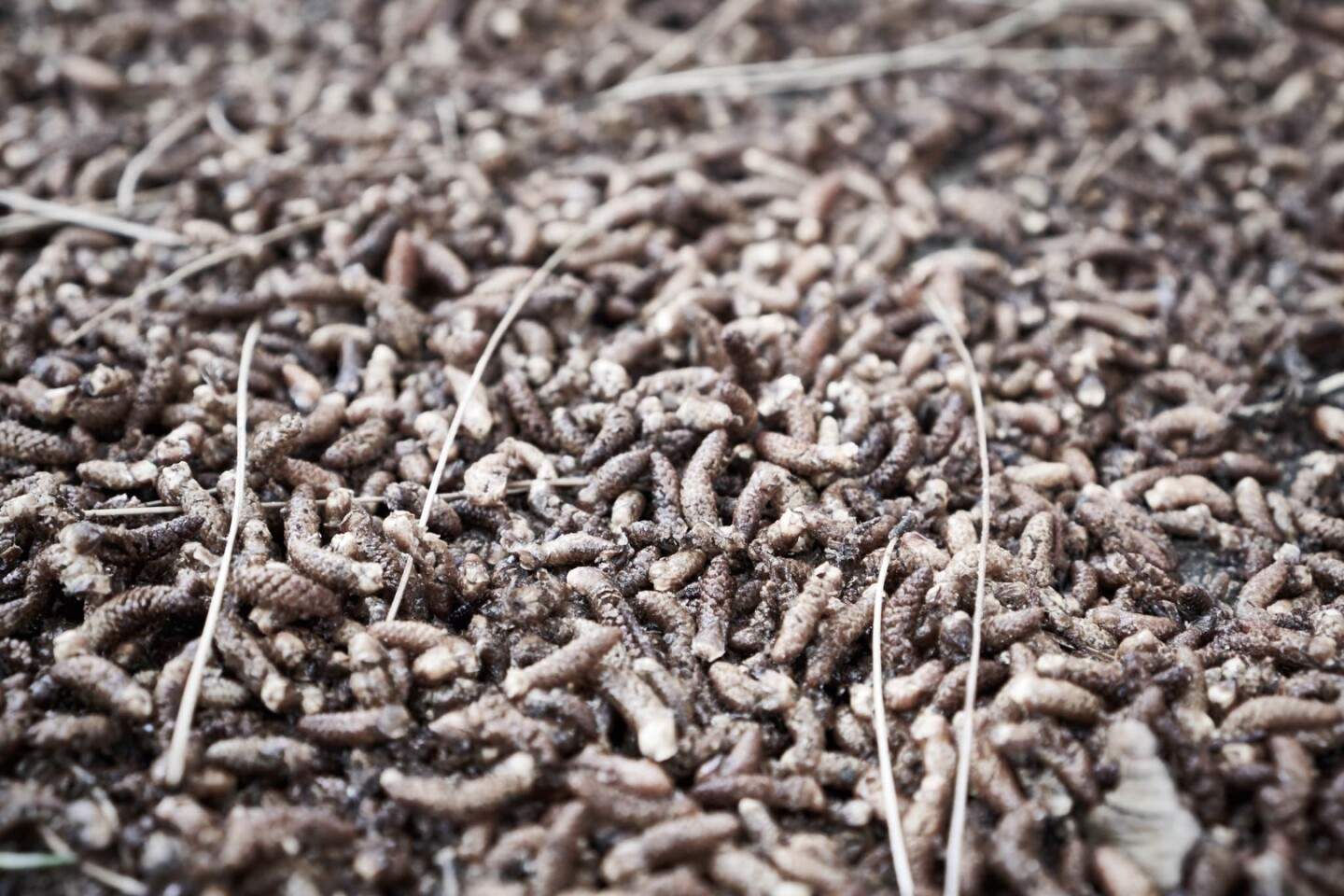 Modified maggots fasttrack wound healing