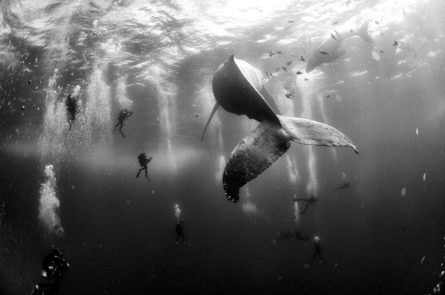 The award-winning Whale Whispers photograph