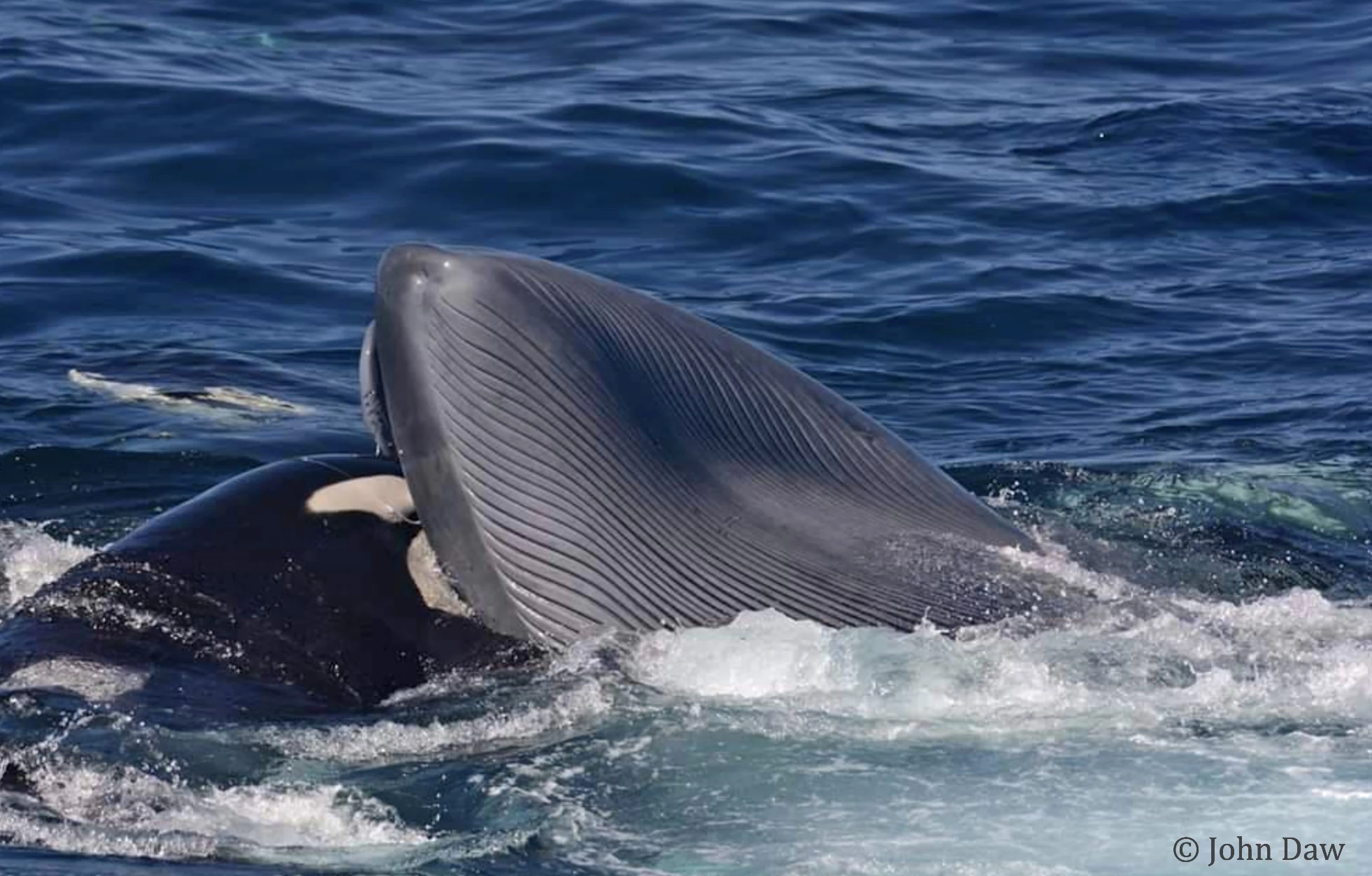 This female orca is believed to have been going after the blue whale's tongue