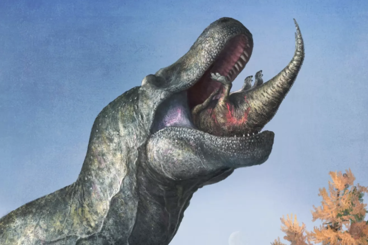 Artist interpretation of a juvenile Edmontosaurus disappearing into the lipped mouth of a Tyrannosaurus