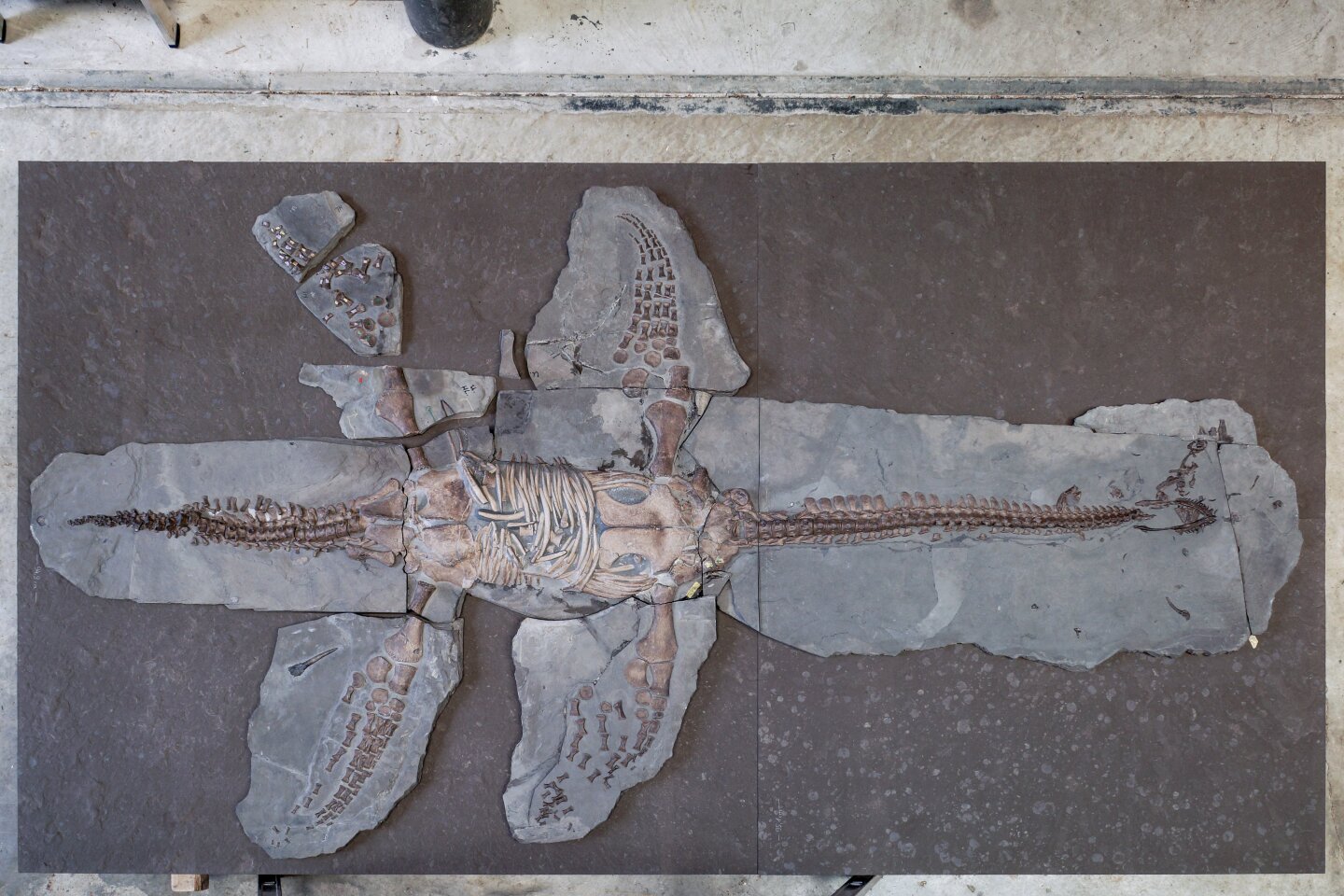 The skeleton is about 3 meters long (9.8 ft), and is one of only eight known plesiosaur fossils that includes soft tissue