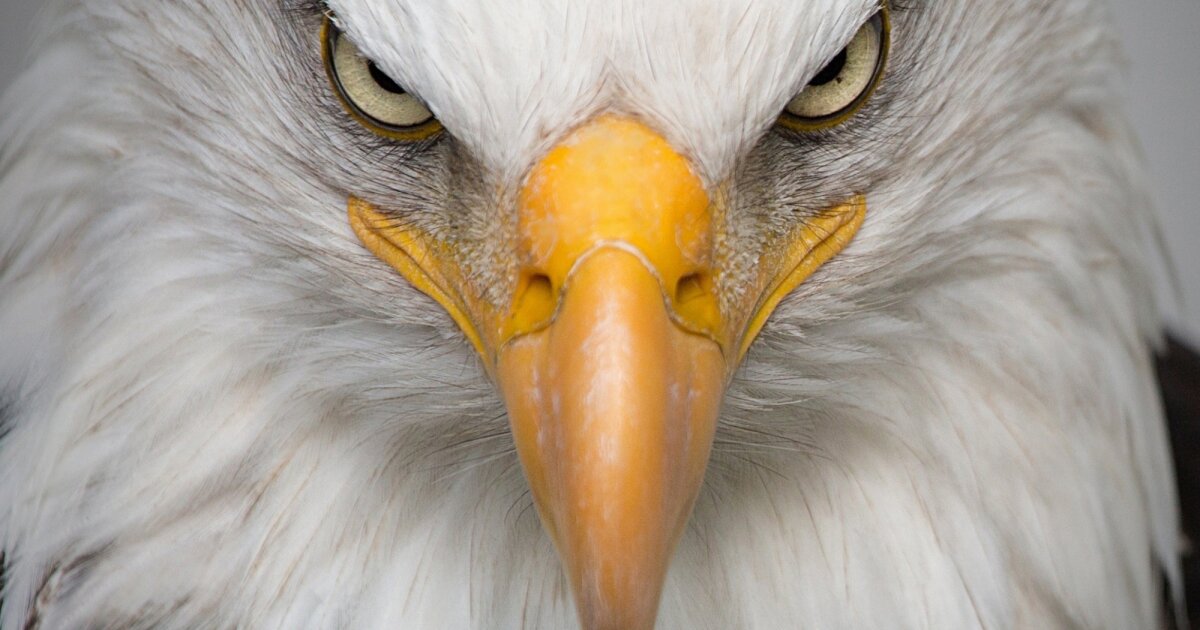bald eagle head