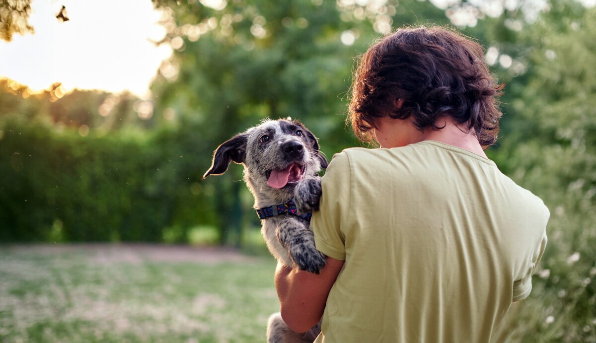 Chagas disease: The silent killer creeping into US homes and kennels