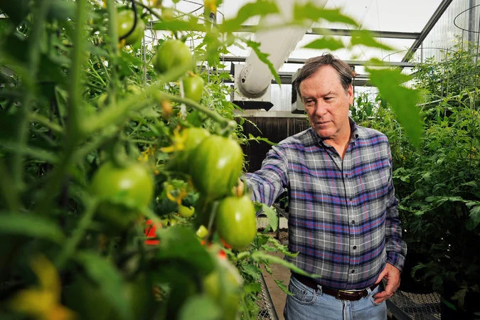 Harry Klee is the lead author of the study into the genes and taste of tomatoes