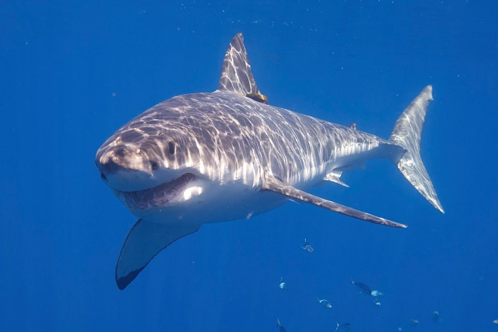 The setup stopped great white sharks from taking the bait 10 out of 10 times on their first approach, but this figure dropped to nine out of 10 on subsequent approaches