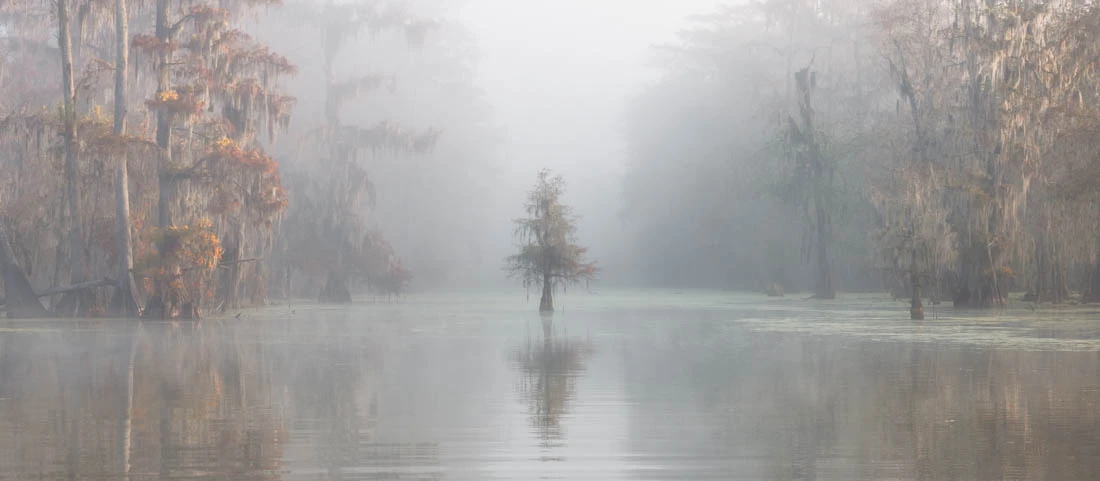 3rd Place, Carolyn Mitchum Award. Misty Bayou, Lake Martin, Louisiana, United States