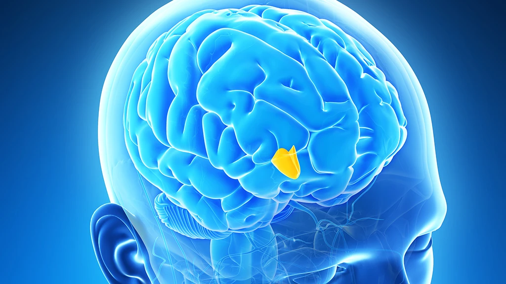 The small almond-sized portion of the brain known as the hypothalamus could be the body's "Fountain of Youth" (Image; Shutterstock)