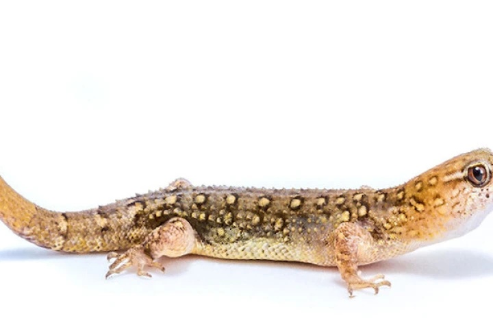 The gecko species Gymnodactylus amarali has been found to be evolving larger heads in response to human activity