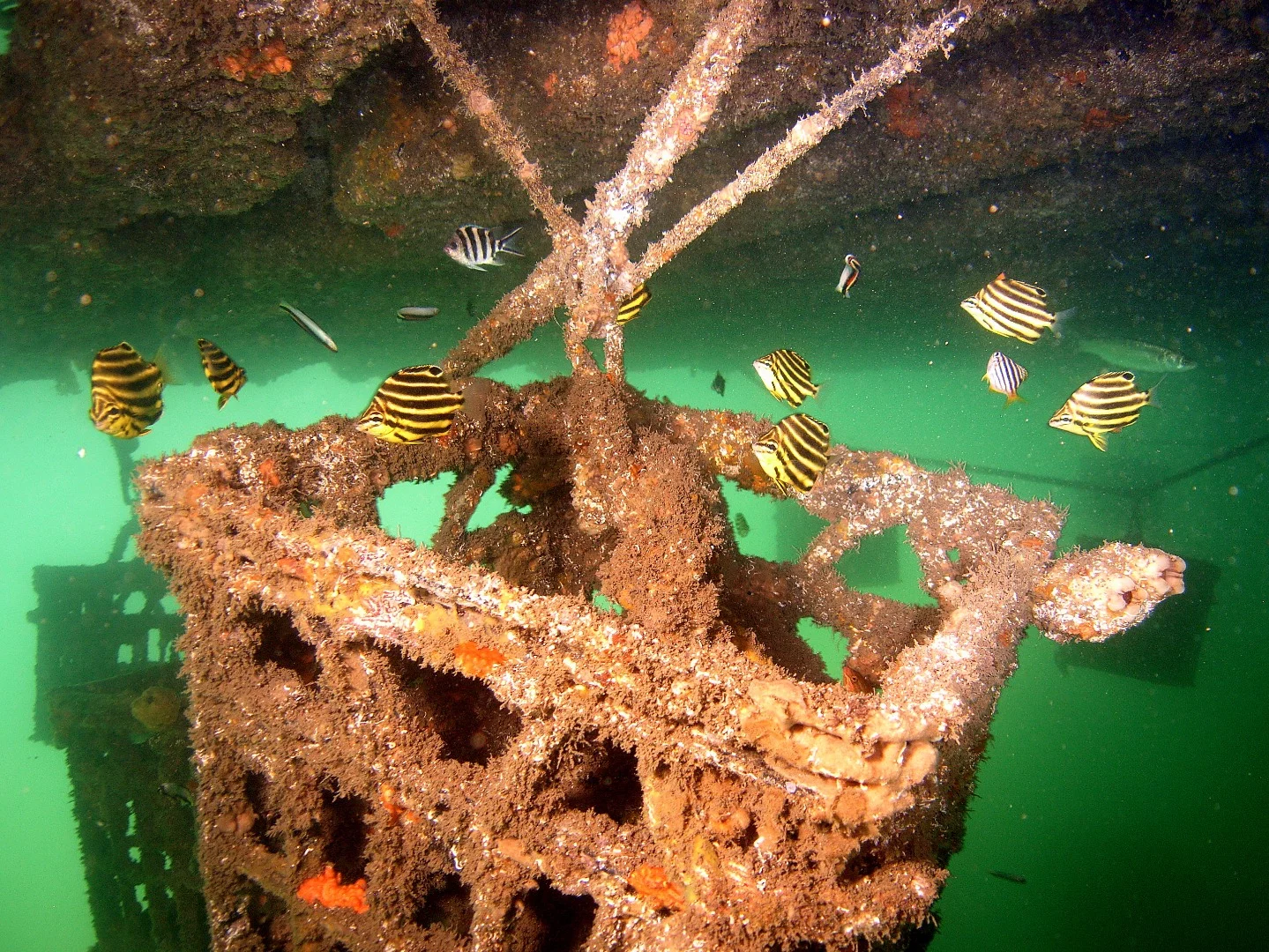 Scientists have created specially designed hexagonal-shaped modules, that will serve as artificial reefs