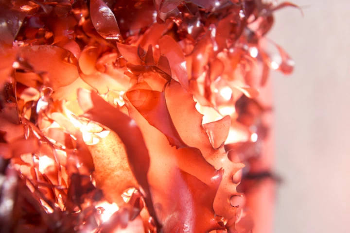 Palmaria mollis could be a healthy stand-in for bacon