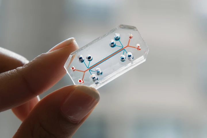 Emulate's lung-on-chip, seen here, is lined with human lung and blood vessel cells