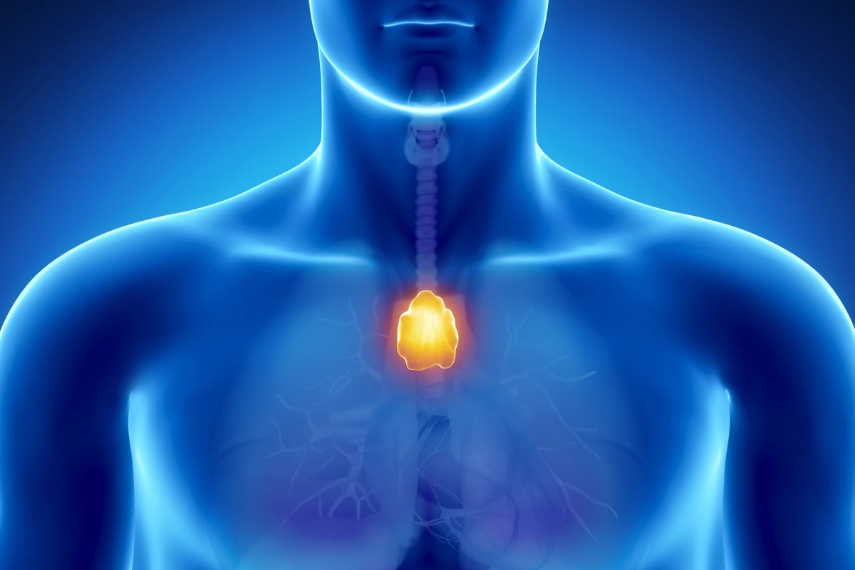 Researchers have regenerated the thymus in mice, potentially paving the way for regenerating human body parts (Image: Shutterstock)