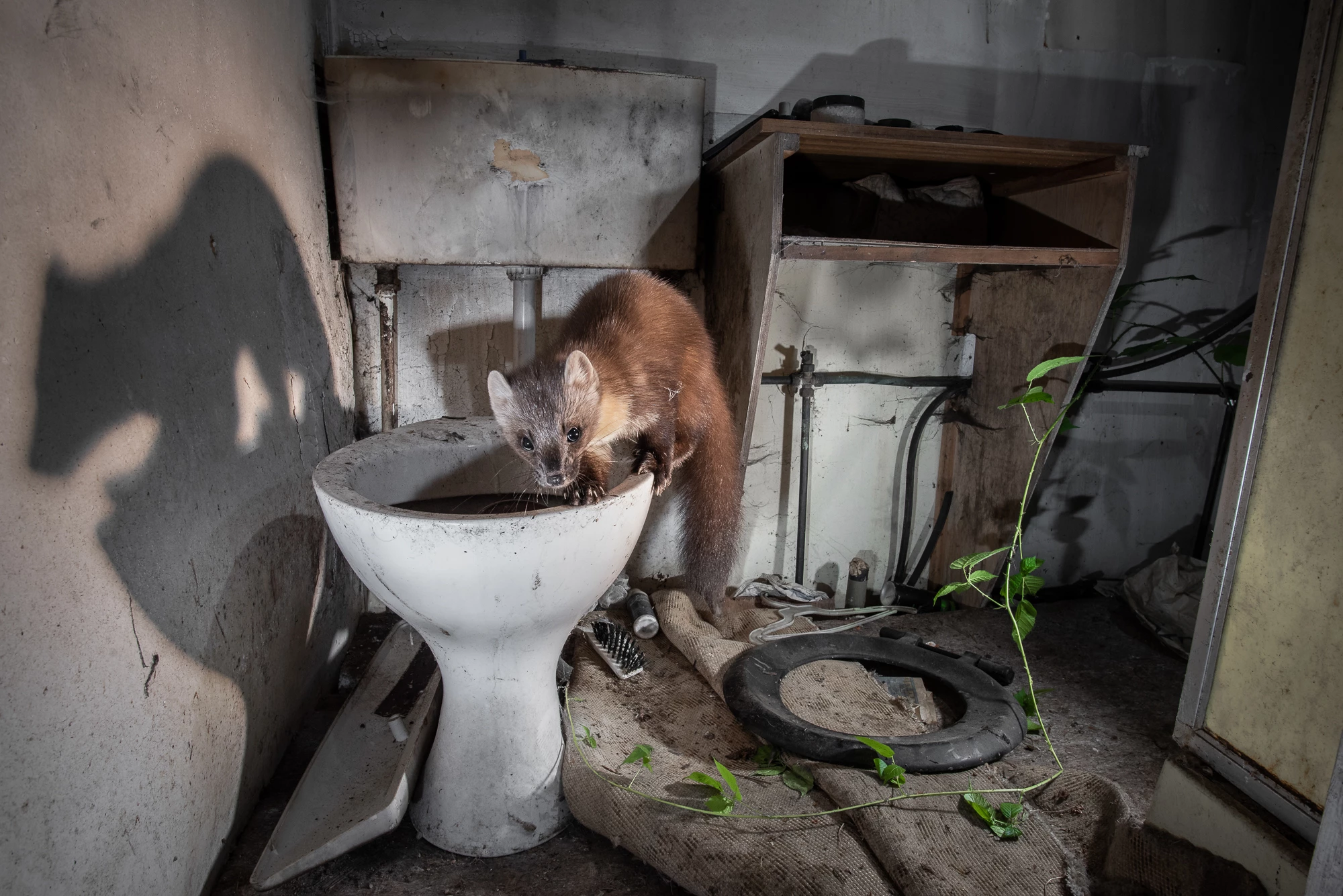 A pine marten investigates a toilet in an abandoned cottage in the Scottish Highlands