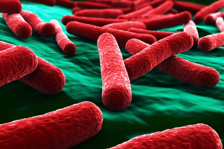 Researchers have modified a strain of E. coli to produce a lipid compound called NAPE in the gut (Image: Shutterstock)