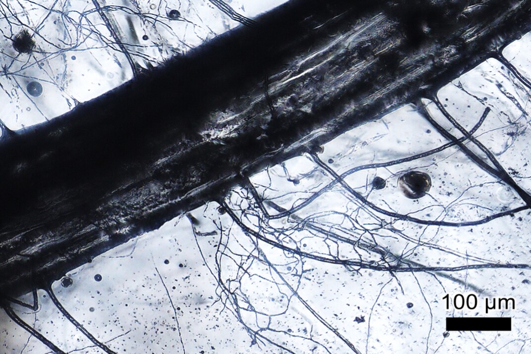 A glass cast of a ryegrass root with mycorrhizal fungi hyphae branching off of it