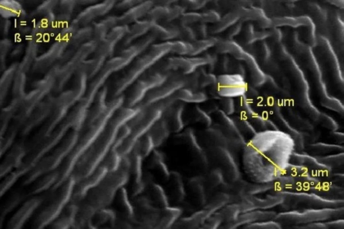 Several small particles on a (wavy) leaf (Photo: Sadie Belica, Western Washington University Geology Department)