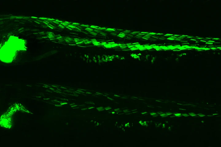 The University of Exeter's engineered zebrafish