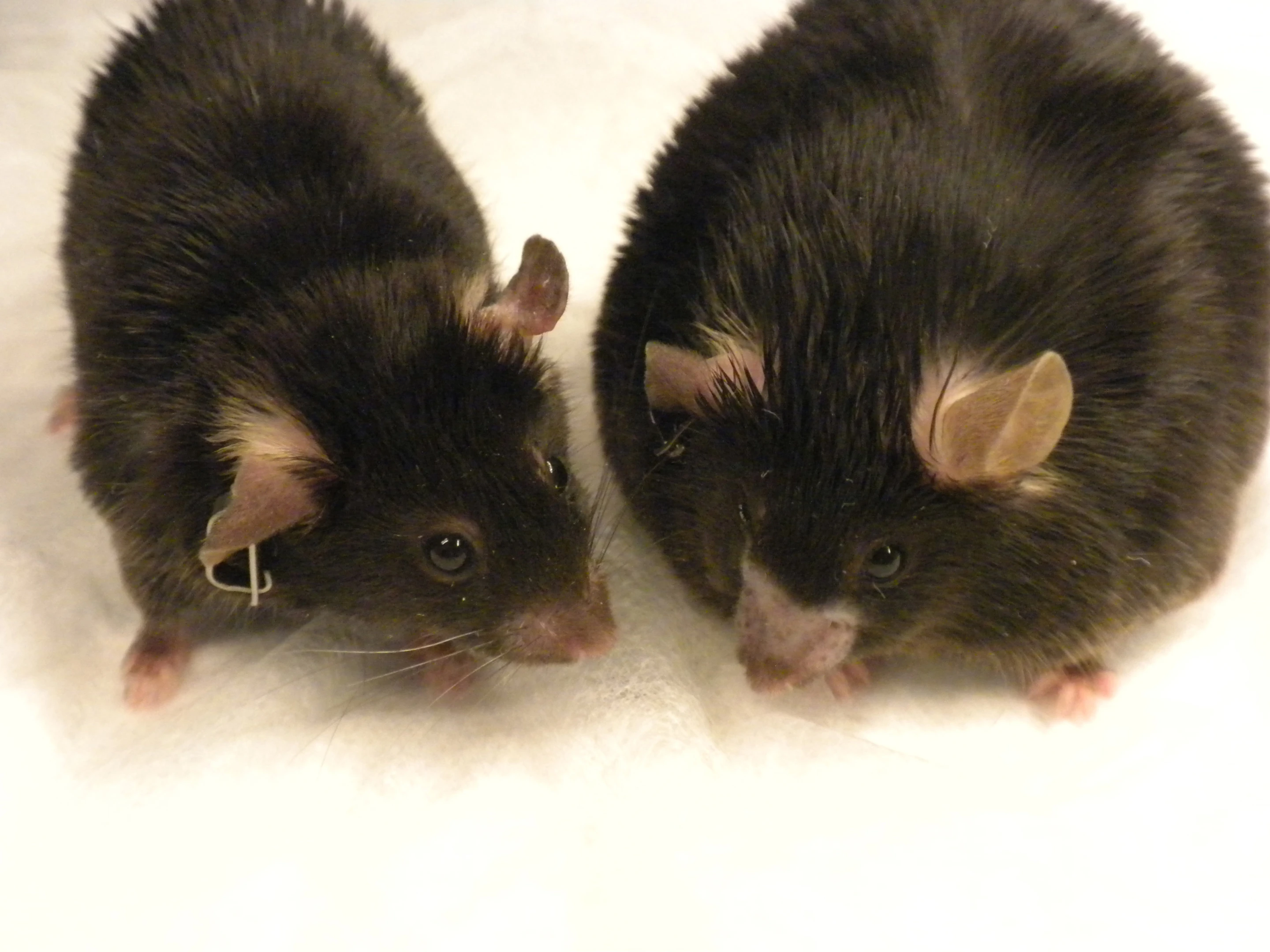 The obese mouse on the right was fed a high-fat diet. The mouse on the left was fed the same diet but is a normal weight after receiving amlexanox (Photo: Shannon Reilly)