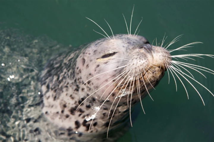 The secrets of the harbor seals' whiskers could be used for making our own sensors