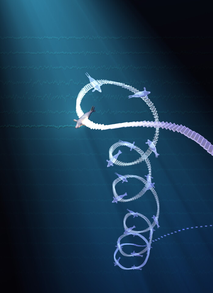 Diagram showing how elephant seals enter "sleep spiral" Entering rapid eye movement (REM) sleep