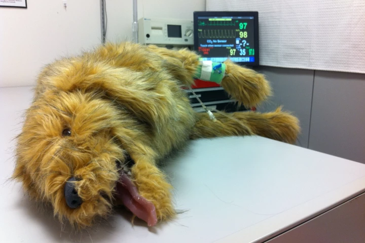 Students at Cornell University’s College of Veterinary Medicine can train in a simulation center to get realistic, hands-on experience of veterinary care