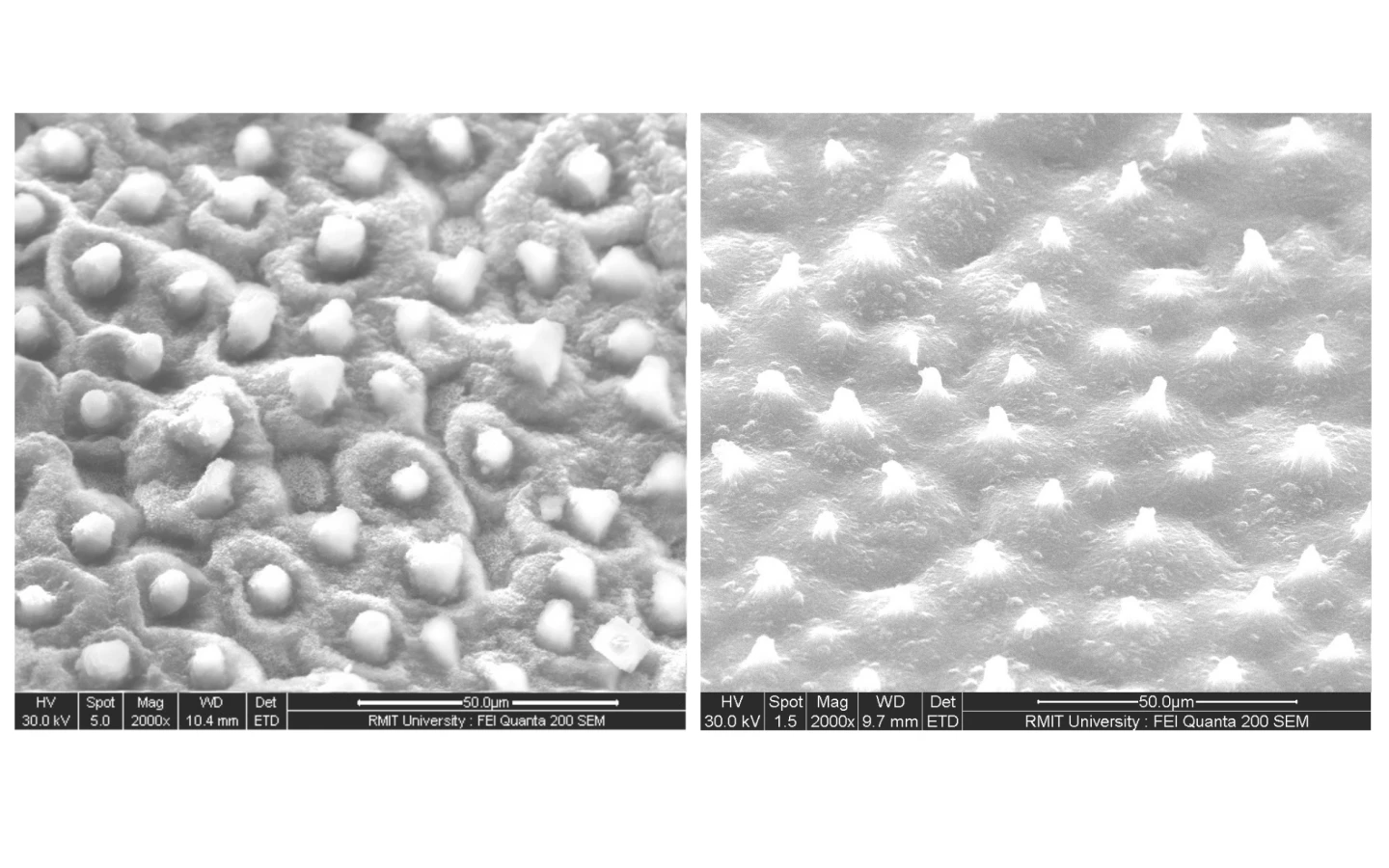 Microscope images of a lotus leaf (left) and the new bioplastic (right)