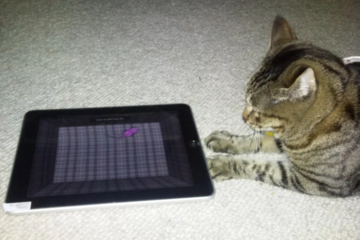 iPad apps for cats (Photo: Kent Sutherland)