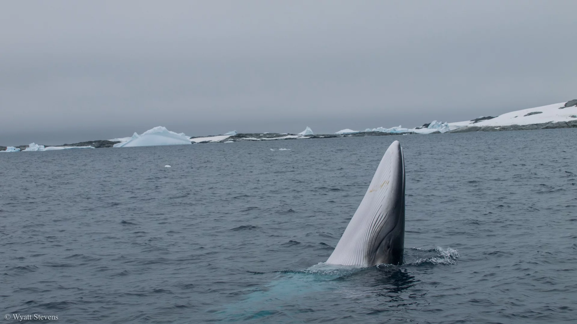 Minkes whales get their sustenance from krill or small fish
