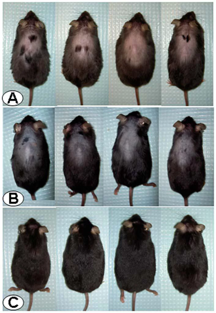 The mice before and after injections with astressin-B