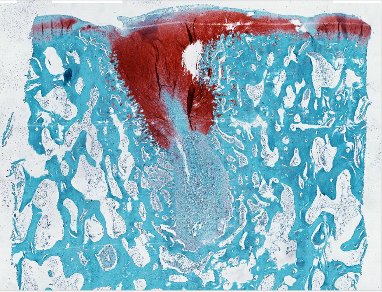 Treated cartilage (stained with safranin) shows the defect filled in