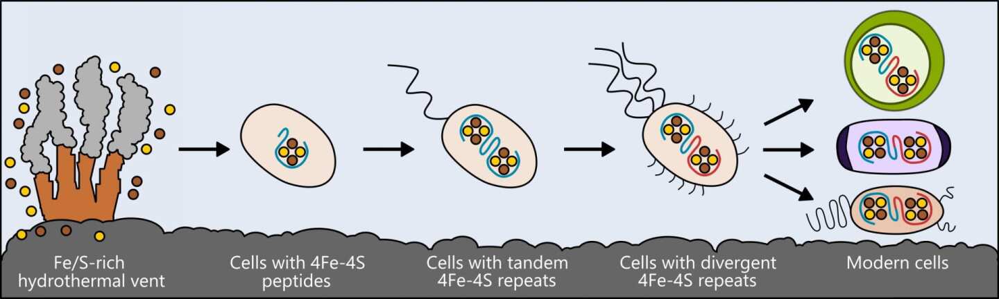 A diagram showing the evolution of ferredoxin proteins