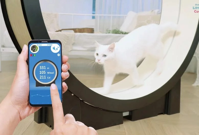 The Little Cat is a smart treadmill for cats