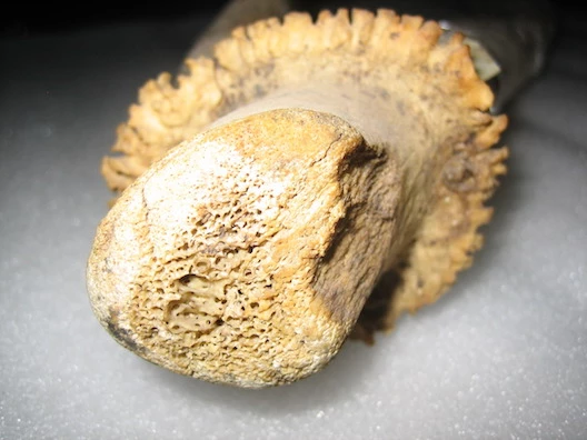 A close up of the bone marrow from the antlers believed to belong to Schomburgk’s deer