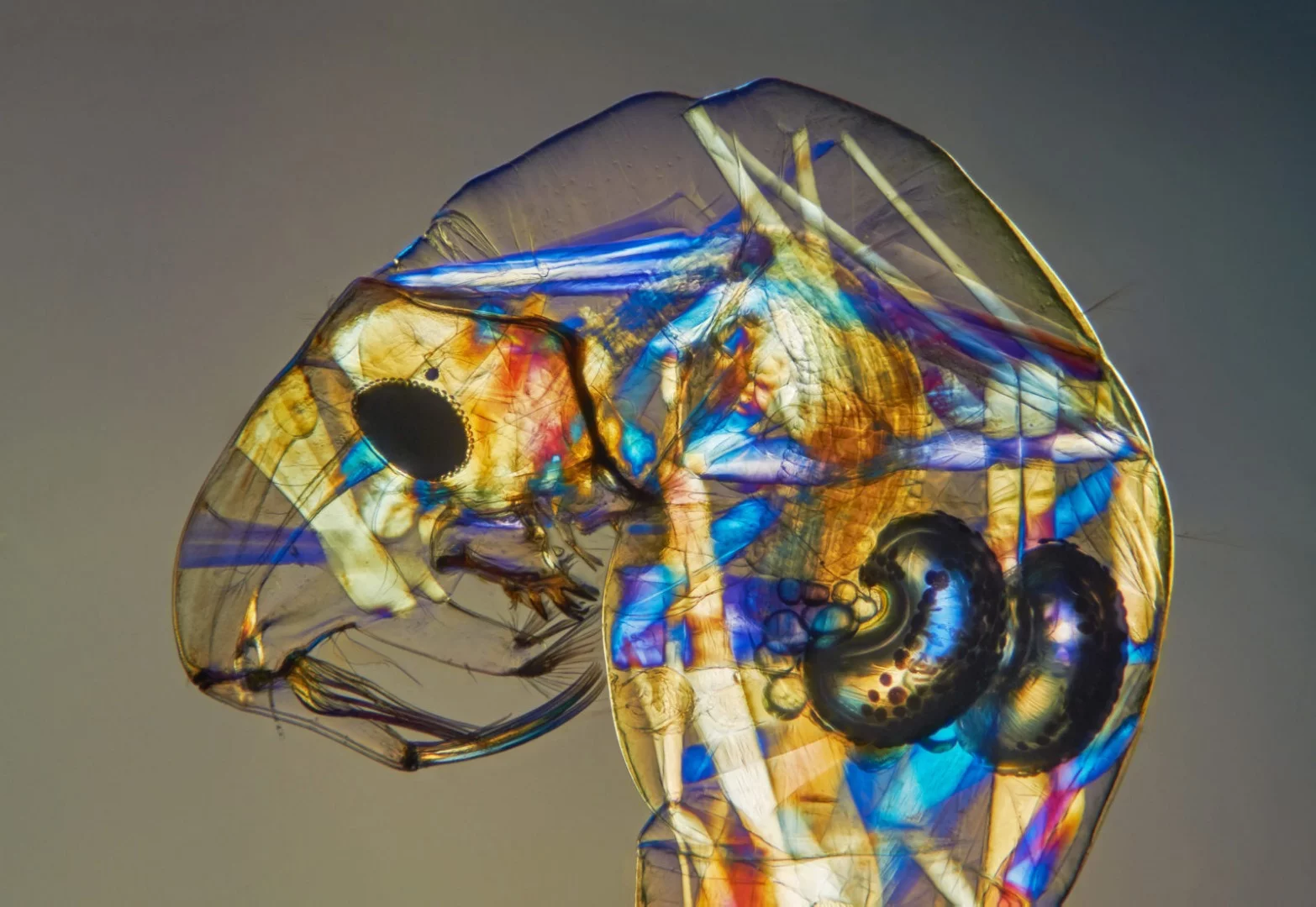 Image of Distinction: Phantom midge larva