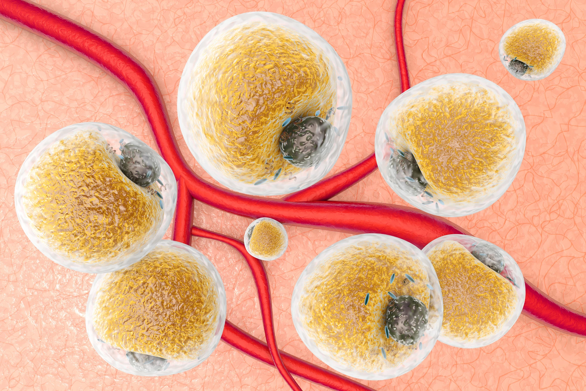 A new discovery around how fat cells process glycogen could lead to new therapies for weight loss