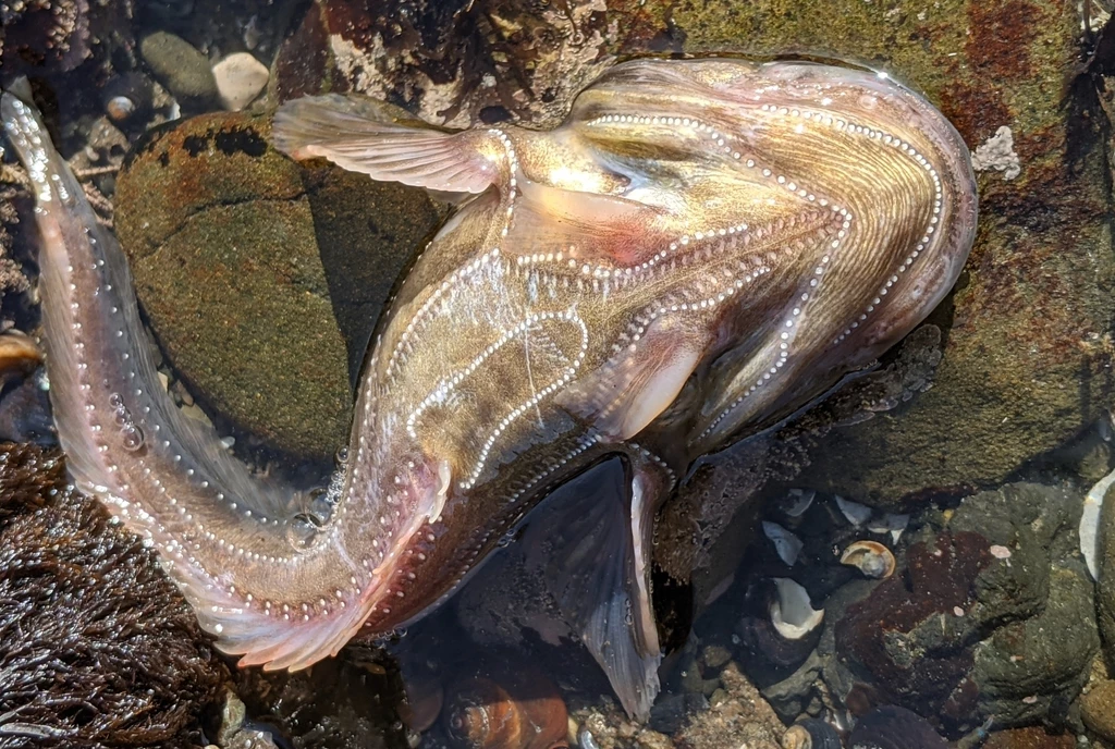 A plainfin midshipman with its photophores clearly visible as a pattern of white dots on its underside